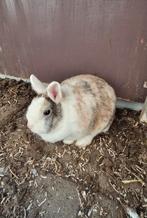Dwergkonijntje voedster, Dieren en Toebehoren, Vrouwelijk, Dwerg, 0 tot 2 jaar