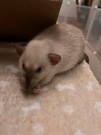 4 tamme ratjes (m), Rat, Juni, Mannelijk, Tam