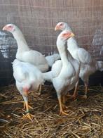 Shamo henen, Dieren en Toebehoren, Kip