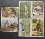 Esso stickers dierenplaatjes Wereld Natuurfonds album plaatj, Ophalen of Verzenden, Zo goed als nieuw, Meerdere stickers