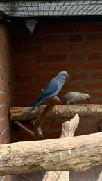 Halsbandparkieten, Dieren en Toebehoren, Vogels | Parkieten en Papegaaien, Meerdere dieren, Parkiet, Geringd