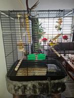 Kanarie man met goede zang en zo goed als nieuwe kooi, Mannelijk, Zangkanarie