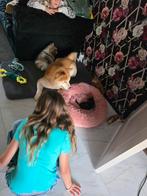 Kittens, Dieren en Toebehoren, Katten en Kittens | Raskatten | Korthaar, Meerdere dieren