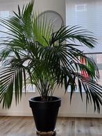 Kamerplant Palm, Palm, 150 tot 200 cm, Halfschaduw, In pot