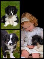 Schattige 75% Australian Shepherd en 25% border collie pups, 8 tot 15 weken, Collie, CDV (hondenziekte), Meerdere