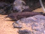 Mooie kwi kwi s 10-12 cm, Dieren en Toebehoren, Vissen | Aquariumvissen, Vis