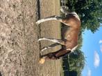 Bonte merrie veulen, Dieren en Toebehoren, Paarden, Merrie, Gechipt, Niet van toepassing, 0 tot 2 jaar