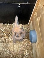 Dwerg hangoor konijntje vrouwtje, Meerdere dieren, Dwerg, Hangoor