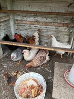 Jonge krielkippen te koop, Dieren en Toebehoren, Pluimvee, Vrouwelijk, Kip