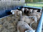 Dek rammen, Dieren en Toebehoren, Schapen, Geiten en Varkens, Mannelijk, Schaap