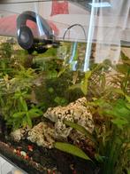 Aquarium aangeboden, Ophalen of Verzenden, Zo goed als nieuw, Gevuld zoetwateraquarium