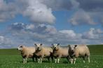 Gezocht schapen/lammeren/slachtgeiten, Dieren en Toebehoren, Schapen, Geiten en Varkens, Meerdere dieren, Schaap