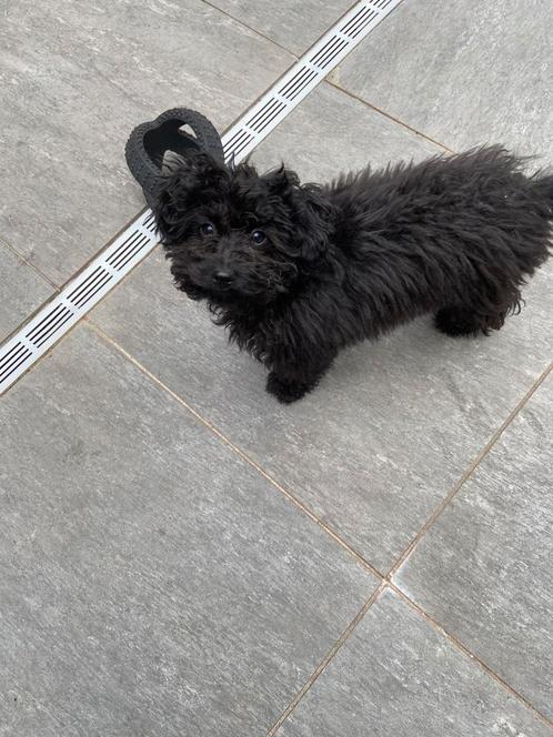 Pomsky doodle pup EERST ALLES GOED LEZEN AUB, Dieren en Toebehoren, Honden | Chihuahua's en Gezelschapshonden, Reu, Overige rassen