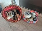 2 poesjes in mandjes, Ophalen of Verzenden, Zo goed als nieuw, Dier