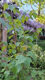Betula pendula Ruwe berk boompje, multi stem, 2 m hoog, Tuin en Terras, Planten | Bomen, Halfschaduw, Overige soorten, Lente, 100 tot 250 cm