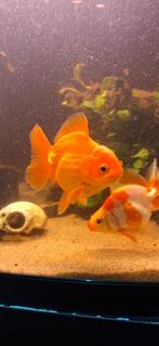 3 sluierstaart goudvissen (fancy goldfish), Dieren en Toebehoren, Vissen | Aquariumvissen, Vis