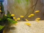 MALAWI CICHLIDEN Geel (Labidochromis caeruleus Yellow

), Vis