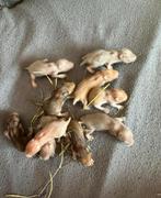 Baby Goudhamsters 🐹, Dieren en Toebehoren, Hamster, Juni, Meerdere dieren, Tam