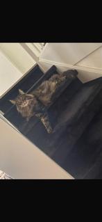 2 Noorse boskatten, Poes, Langharig, 6 jaar of ouder