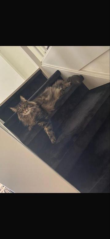 2 Noorse boskatten beschikbaar voor biedingen