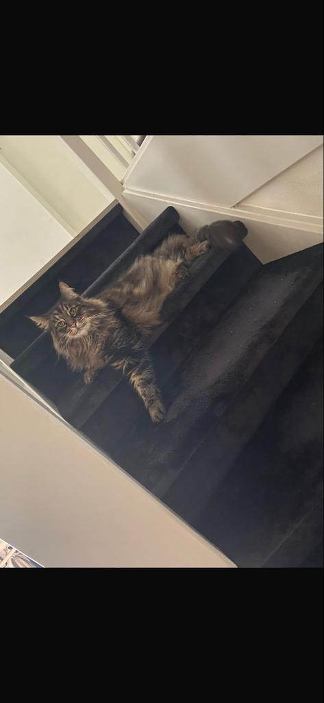 2 Noorse boskatten, Dieren en Toebehoren, Katten en Kittens | Overige Katten, Langharig, Poes, 6 jaar of ouder