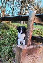 Border Collie/Sheppard pups,knuffellijn,mogen nest verlaten, 8 tot 15 weken, Collie, Meerdere, Meerdere dieren