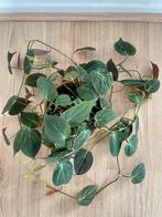 Philodendron Micans stekjes, Huis en Inrichting, Kamerplanten, Overige soorten, Minder dan 100 cm, Groene kamerplant, Halfschaduw