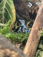 Twee Dendrobates auratus bronze, Dieren en Toebehoren, Reptielen en Amfibieën, Amfibie, 0 tot 2 jaar