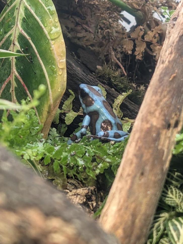 Twee Dendrobates auratus bronze (ruilen mogelijk)