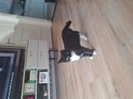 Super lieve poes pixie, Dieren en Toebehoren, Katten en Kittens | Overige Katten, Poes