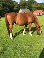 Paard, Dieren en Toebehoren, Paarden, Merrie, Recreatiepaard