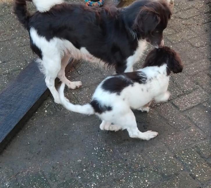 Friese Stabij Teefje Bruinschimmel, Dieren en Toebehoren, Honden | Retrievers, Spaniëls en Waterhonden, Meerdere dieren, Overige rassen