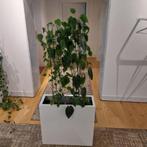 Hydroplant in pot 69x26xH170 cm, 1 stuk, 99 euro/ stuk, Huis en Inrichting, Kamerplanten, Overige soorten, 150 tot 200 cm, Halfschaduw