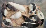 Tamme mannelijke ratjes, Dieren en Toebehoren, Rat, Juni, Mannelijk, Tam