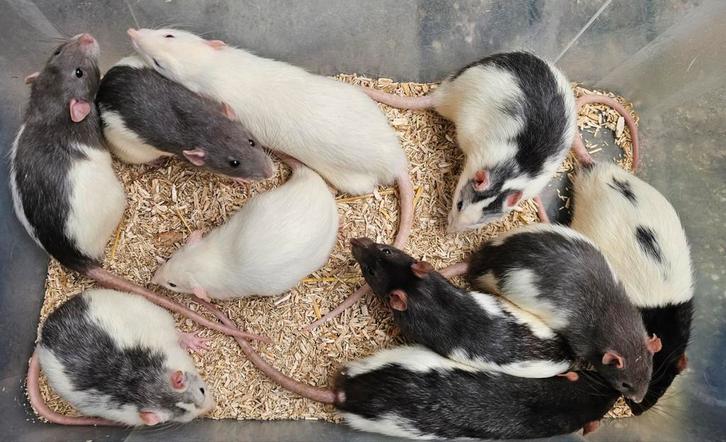 Tamme mannelijke ratjes, Dieren en Toebehoren, Knaagdieren, Mannelijk, Rat, Juni, Tam