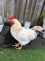 Hen en haan 5 maanden oud, Dieren en Toebehoren, Pluimvee, Meerdere dieren, Kip