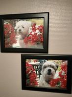 Hondenoppas  gezocht.