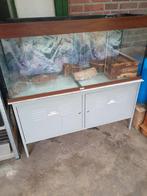 Groote glazen bak, Dieren en Toebehoren, Ophalen of Verzenden, Hok, Minder dan 60 cm