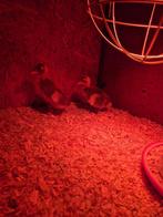 jonge loopeenden,, Dieren en Toebehoren, Pluimvee, Meerdere dieren, Eend