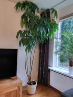 Grote Geldboom / Pachira Aquatica, Huis en Inrichting, Ophalen, 200 cm of meer, Overige soorten, Halfschaduw