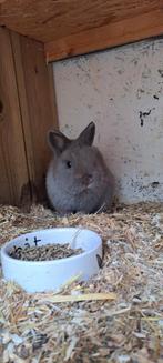 Kleurdwerg feh, Dieren en Toebehoren, Mannelijk, Dwerg, 0 tot 2 jaar