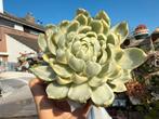 Echeveria Queen Maria veriegata/pot 10cm/vetplant/succulent, Huis en Inrichting, Kamerplanten, Ophalen of Verzenden, Halfschaduw