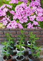 Phlox Vlambloem vaste plant vlinders inheems insecten roze, Vaste plant, Halfschaduw, Zomer, Ophalen