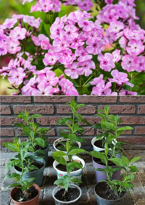 Phlox Vlambloem vaste plant vlinders inheems insecten roze, Tuin en Terras, Planten | Tuinplanten, Vaste plant, Overige soorten