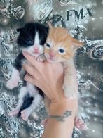 Kitten, Dieren en Toebehoren, Katten en Kittens | Overige Katten, Poes