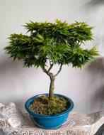 Acer Japanse Esdoorn sharp S Pygmy Bonsai 50cm, Tuin en Terras, Planten | Bomen, Bloeit niet, Halfschaduw, Minder dan 100 cm, Overige soorten