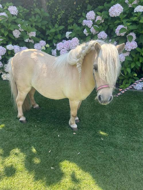 Mini shetlandpony blond  (de allerleukste)te koop, Dieren en Toebehoren, Pony's, Ruin, Recreatiepony