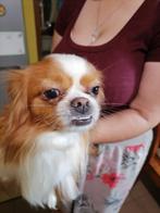 Puck is ter adoptie!, Rabiës (hondsdolheid), 1 tot 2 jaar, Buitenland, Eén hond
