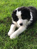 Working Australian Shepherd pup Hart2, Dieren en Toebehoren, Particulier, CDV (hondenziekte), 8 tot 15 weken, Buitenland