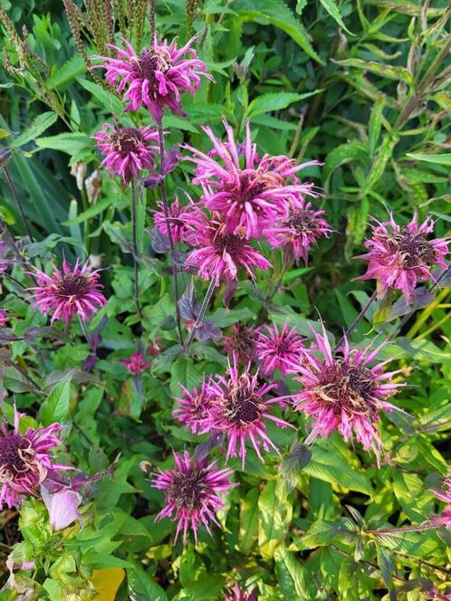 Zaden Monarda roze, Tuin en Terras, Bloembollen en Zaden, Volle zon, Verzenden